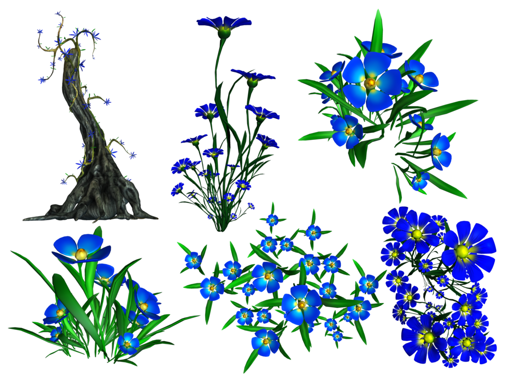Forget Me Not Transparent PNG Image