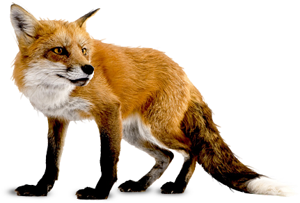Fox 6 Transparent PNG Image