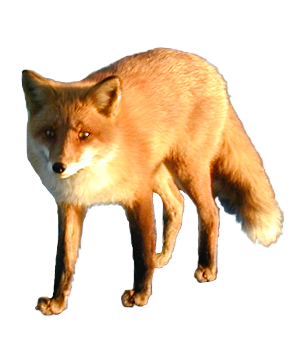 Fox 3 Transparent PNG Image