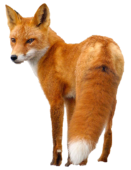 Fox 2 Transparent PNG Image