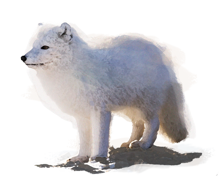 Arctic Fox Snow Transparent PNG Image
