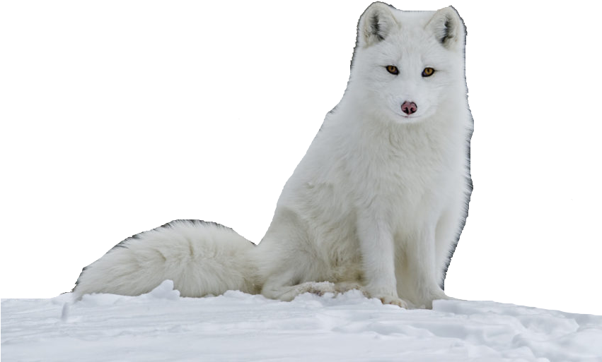 Arctic Fox Snow File Transparent PNG Image