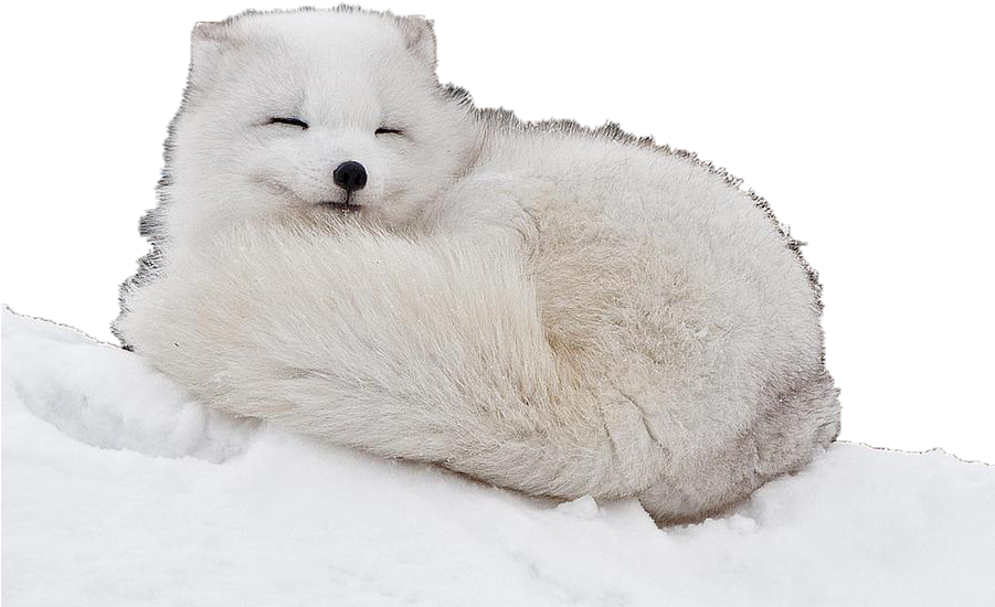 Arctic Fox Snow File Transparent PNG Image