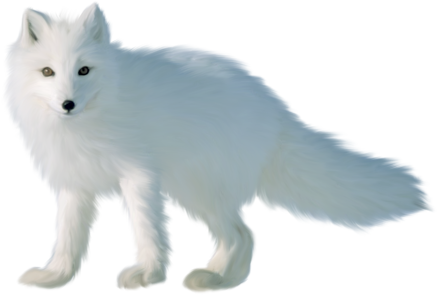 Arctic Fox Snow Transparent PNG Image