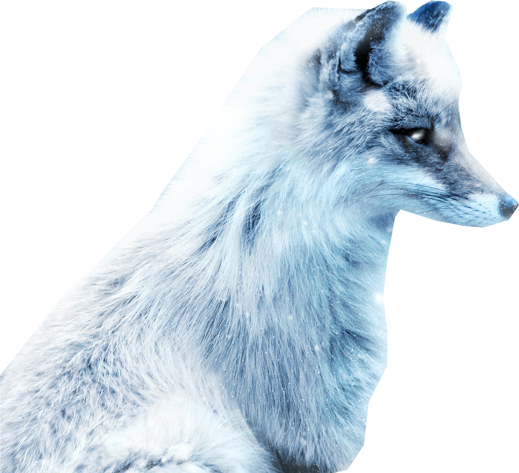 Arctic Fox Snow Transparent PNG Image