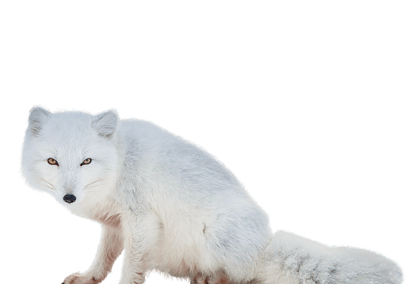 Arctic Fox Snow Transparent PNG Image
