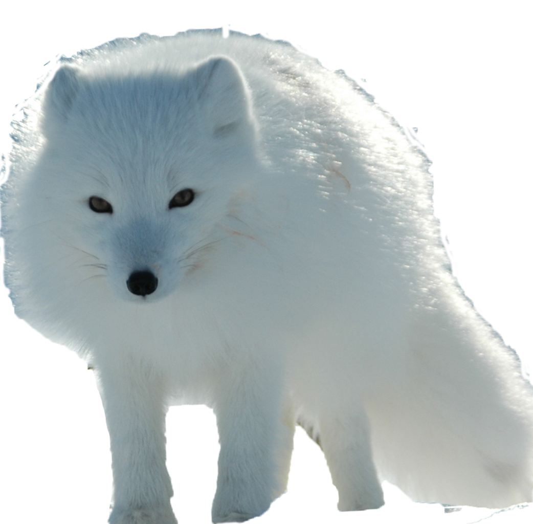 Arctic Fox Snow Transparent PNG Image