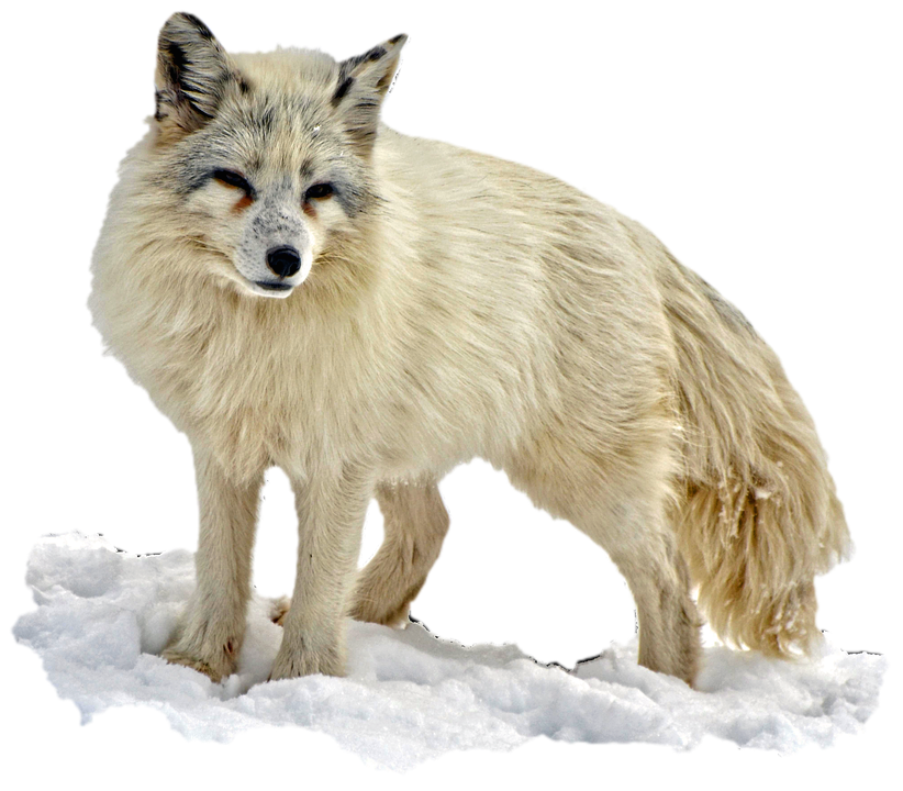 Arctic Fox Snow Transparent PNG Image