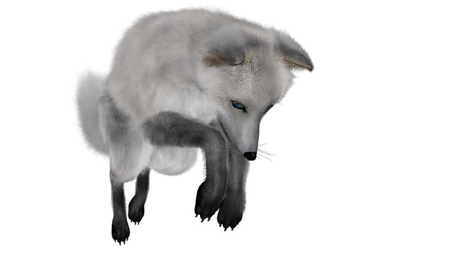 Arctic Fox Snow Transparent PNG Image