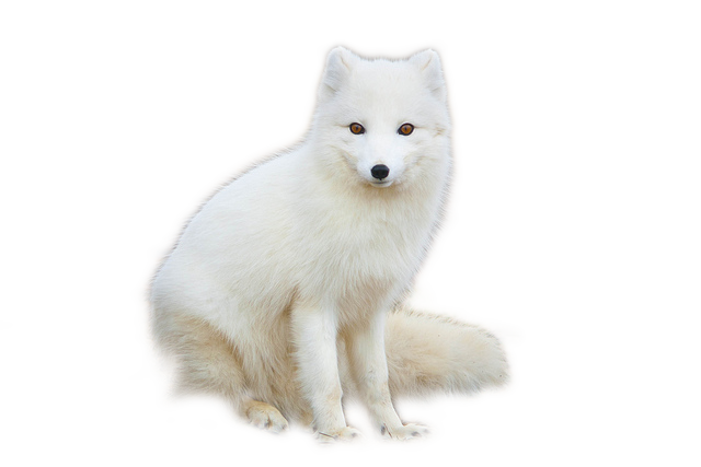Arctic Fox Snow Transparent PNG Image