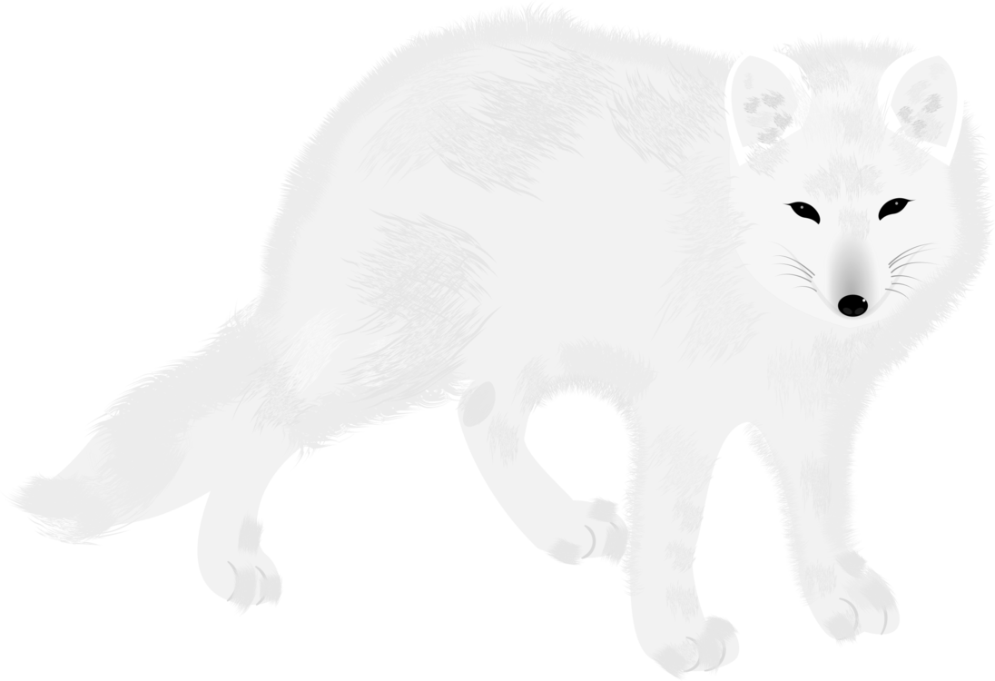 White Fox Arctic Transparent PNG Image