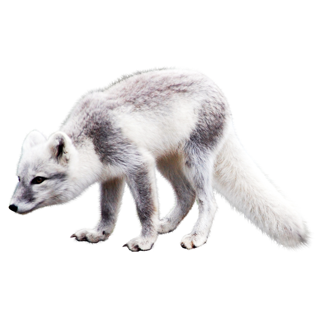 White Fox Arctic Transparent PNG Image