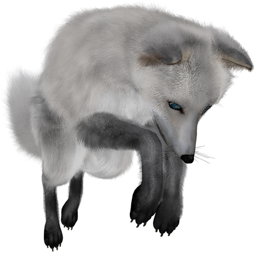 White Fox Arctic Transparent PNG Image