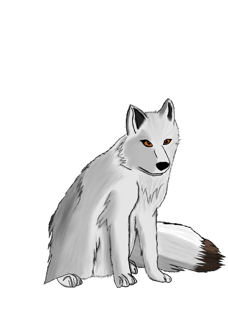 White Fox Arctic Transparent PNG Image