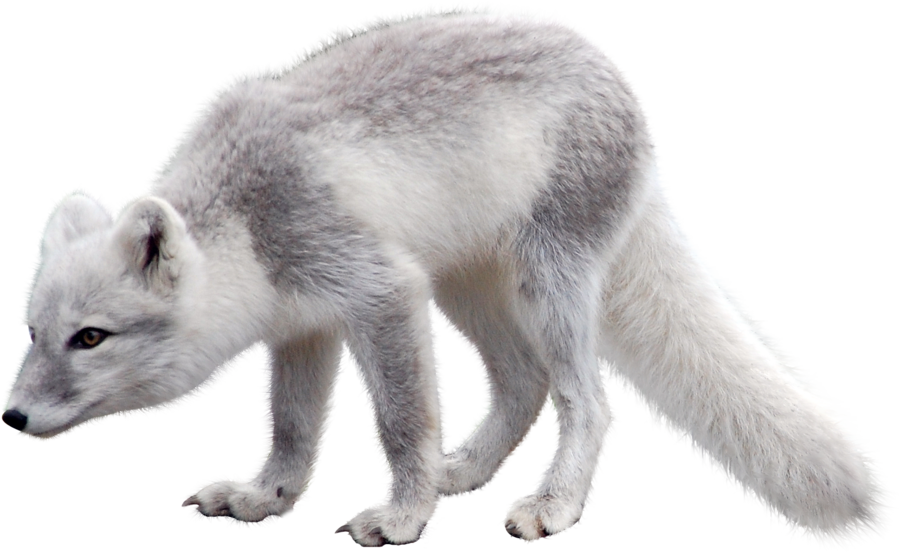 White Fox Arctic Transparent PNG Image