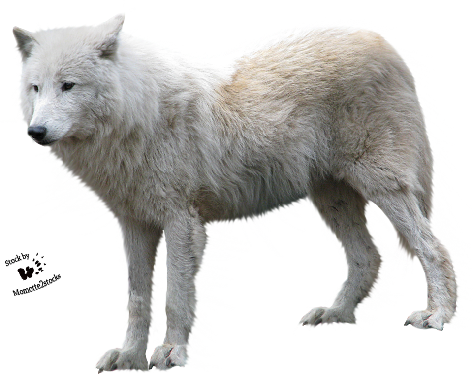 White Fox Arctic Transparent PNG Image