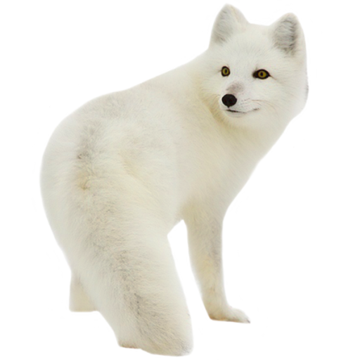 White Fox Arctic Transparent PNG Image