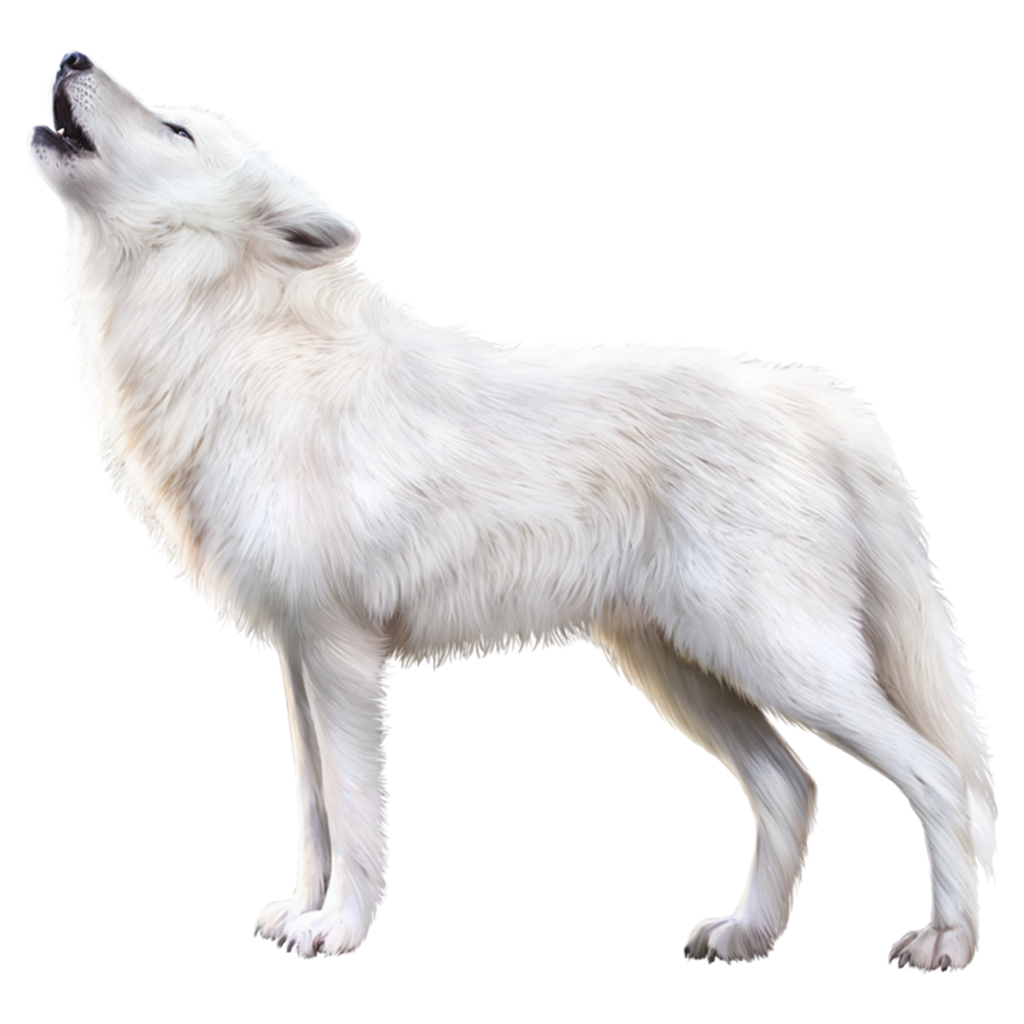 White Fox Arctic Transparent PNG Image