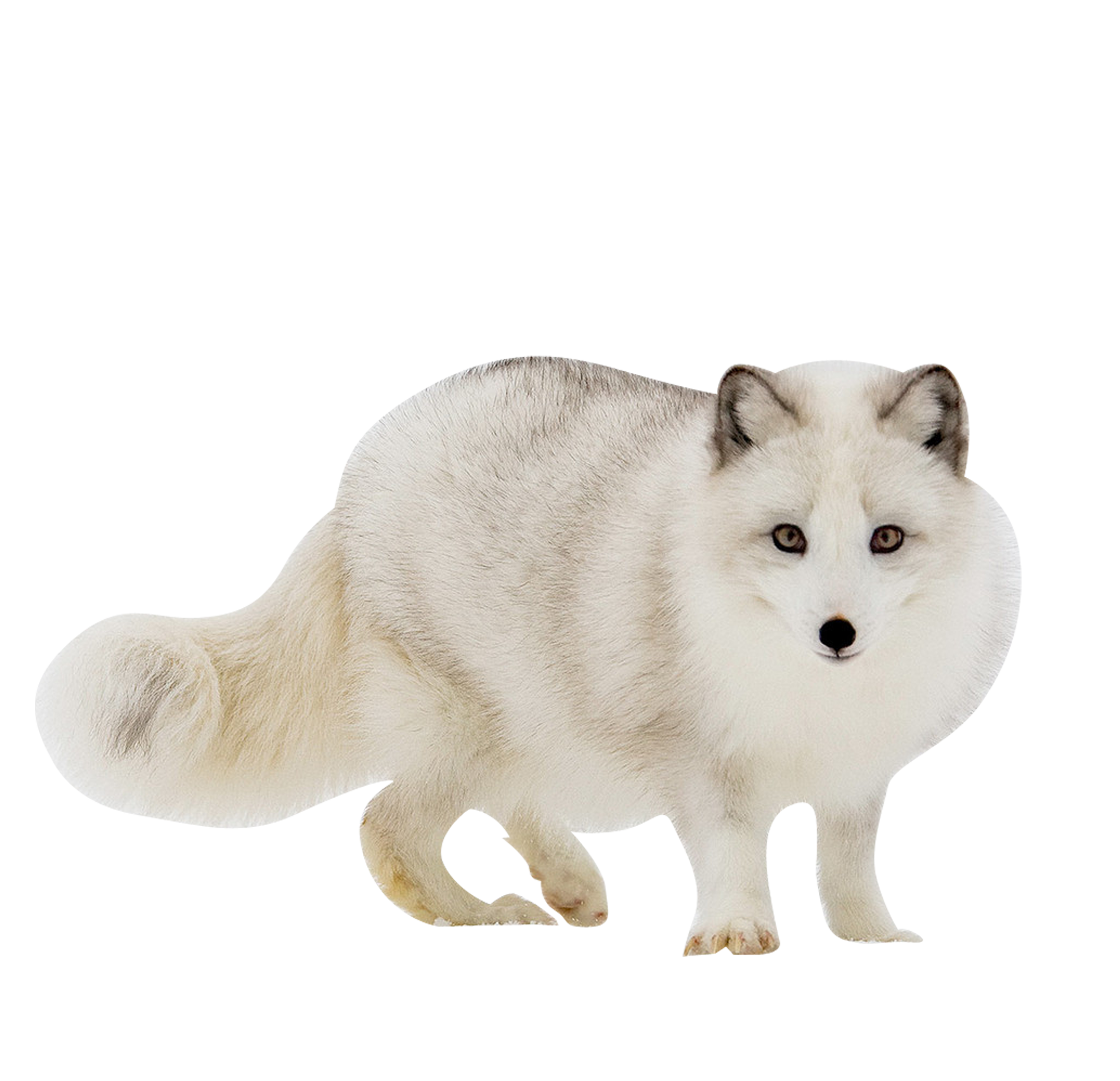 White Fox Arctic Transparent PNG Image