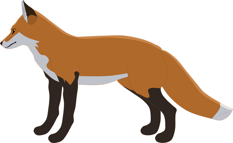 Vector Fox Transparent PNG Image