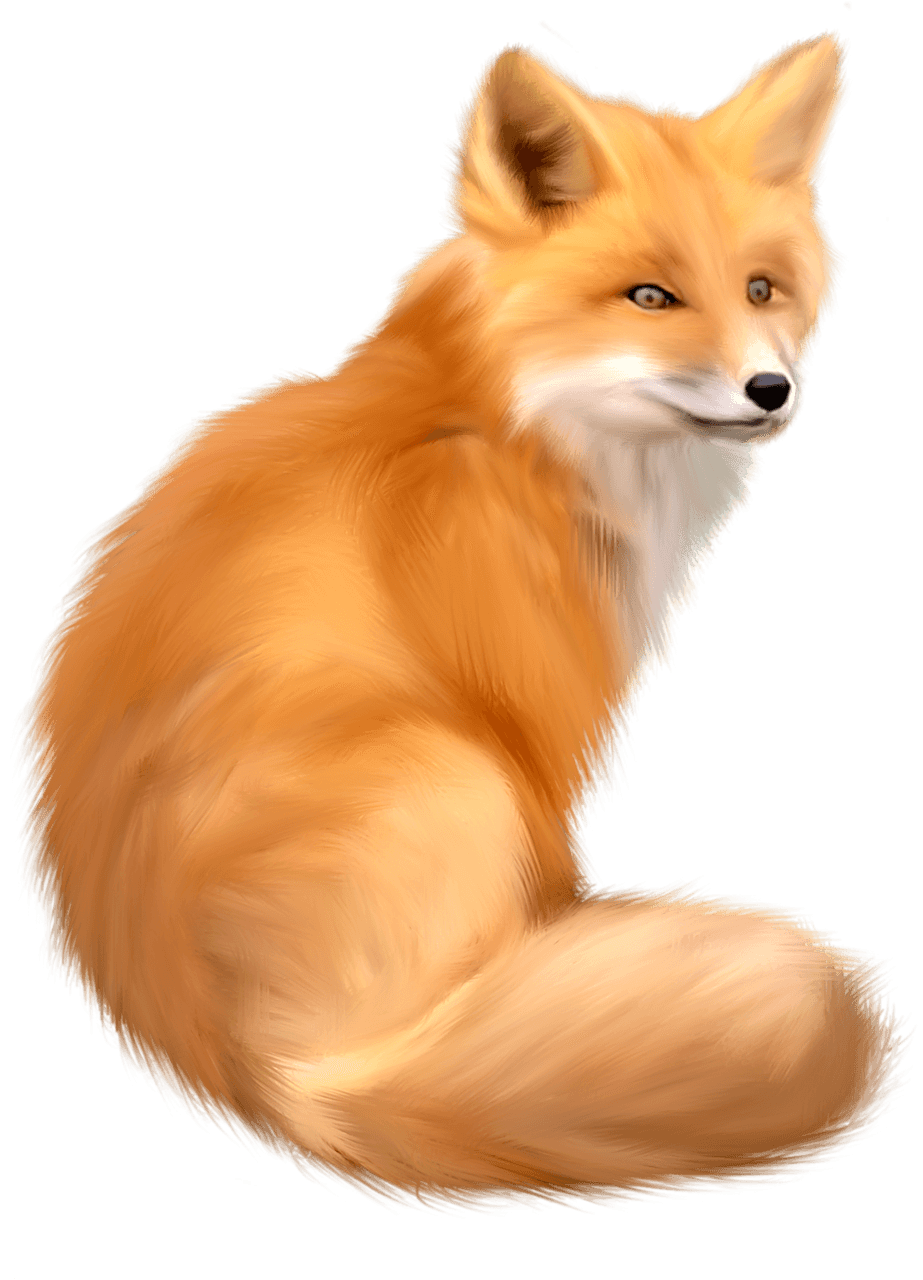 Fox Transparent PNG Image