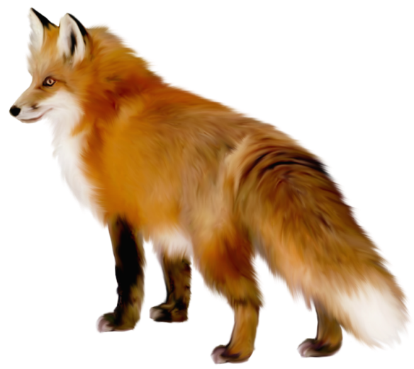 Artistic Fox Transparent PNG Image