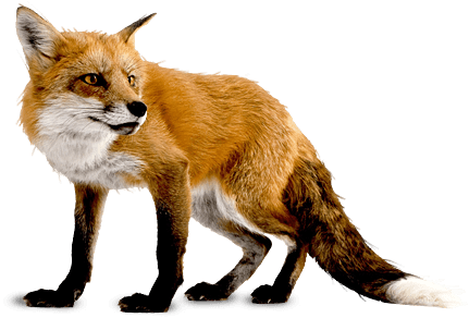 Fox Transparent PNG Image