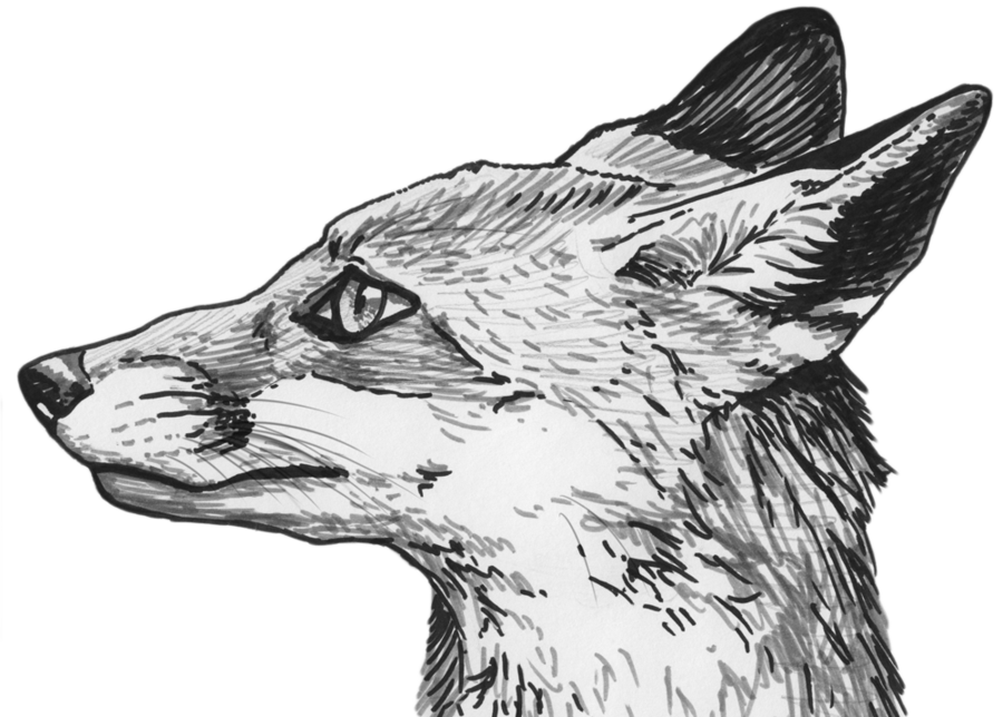 Fox Eyes Transparent PNG Image
