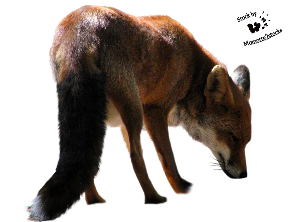 Fox Transparent PNG Image