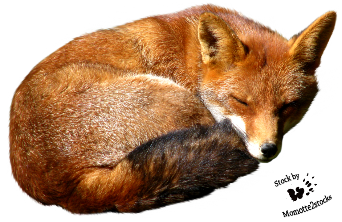 Fox Transparent PNG Image