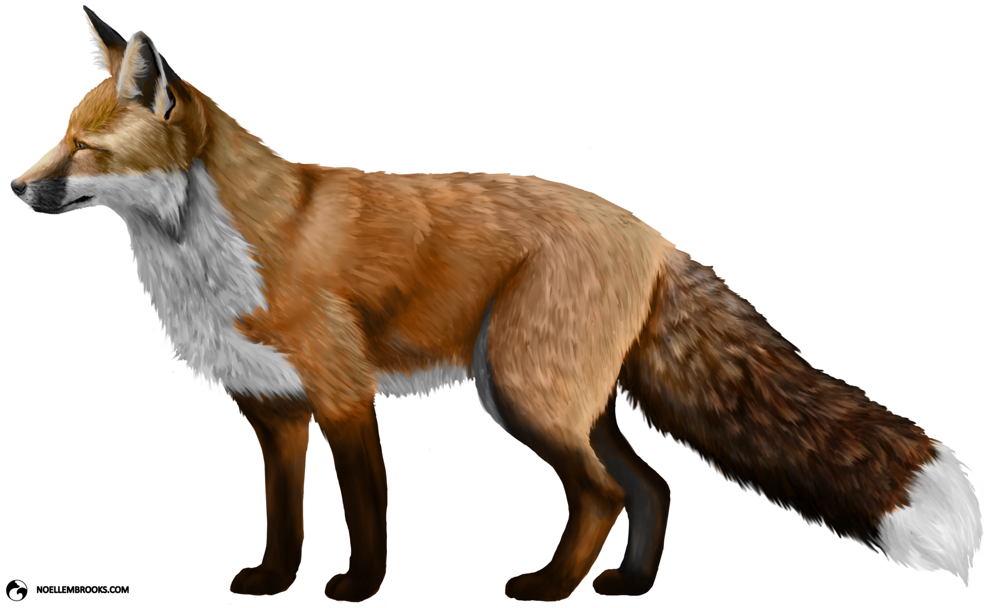 Fox Transparent PNG Image