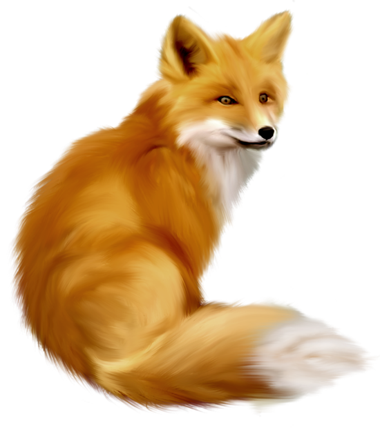 Fox 10 Transparent PNG Image