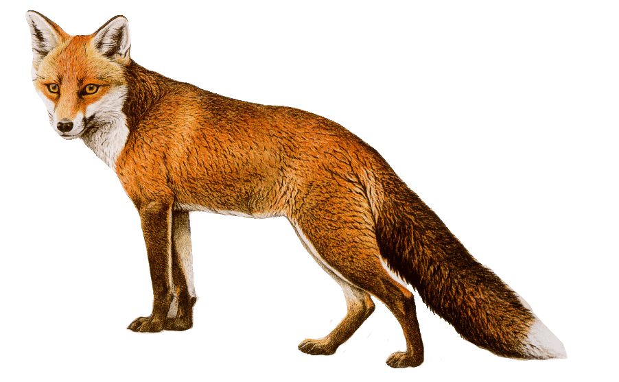 Fox Transparent PNG Image