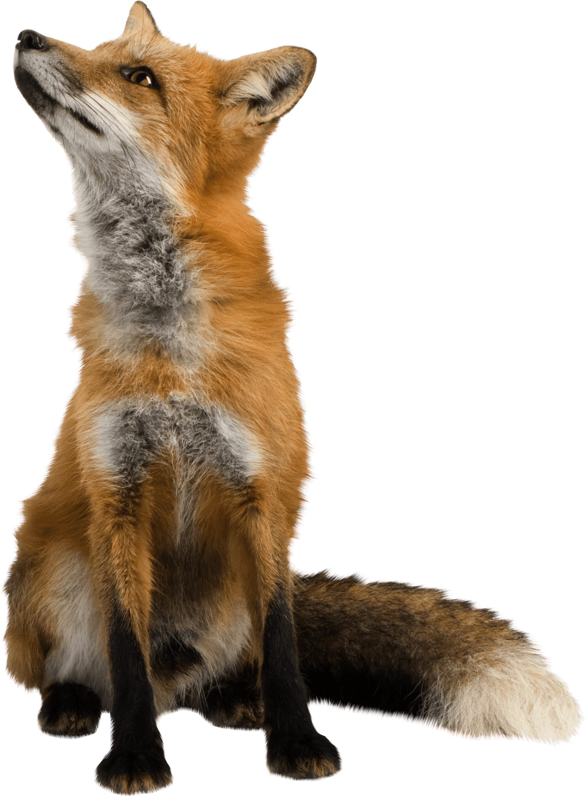 Fox Transparent PNG Image