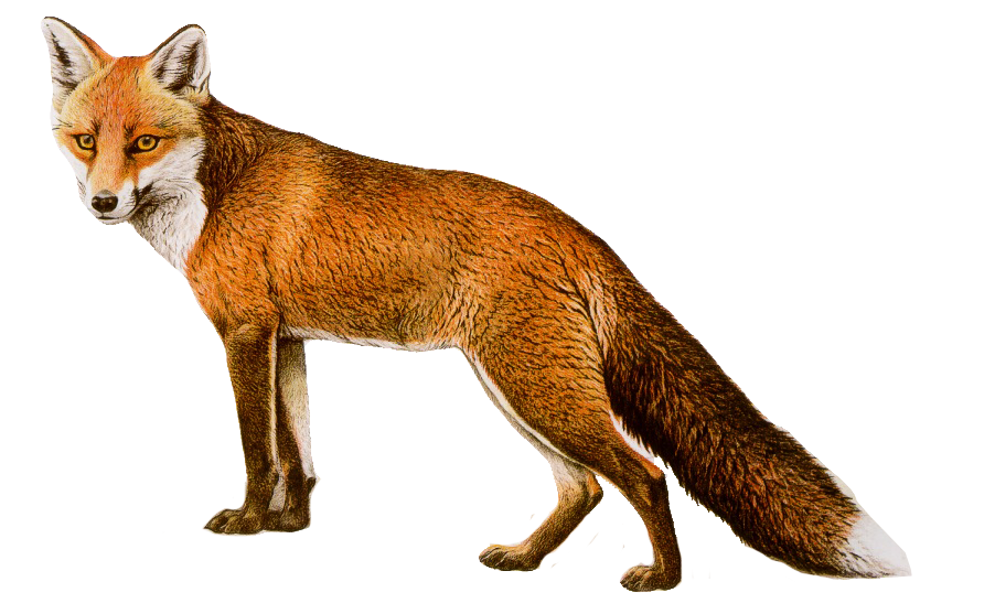 Fox 8 Transparent PNG Image
