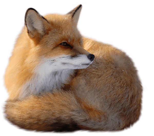 Fox Transparent PNG Image