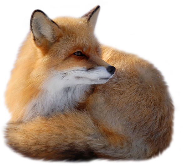 Fox 7 Transparent PNG Image