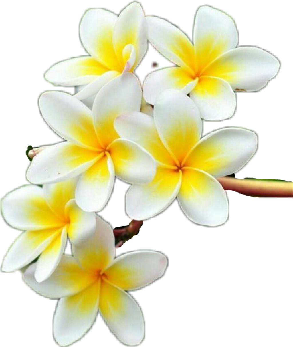 Frangipani Flower Transparent PNG Image