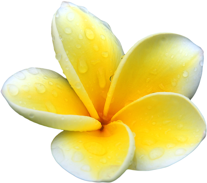 Frangipani Flower Transparent PNG Image