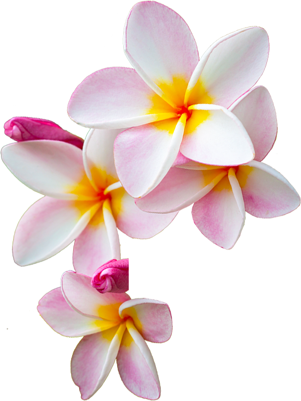 Frangipani Transparent PNG Image