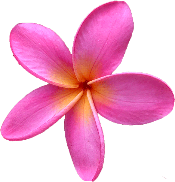 Frangipani Transparent PNG Image