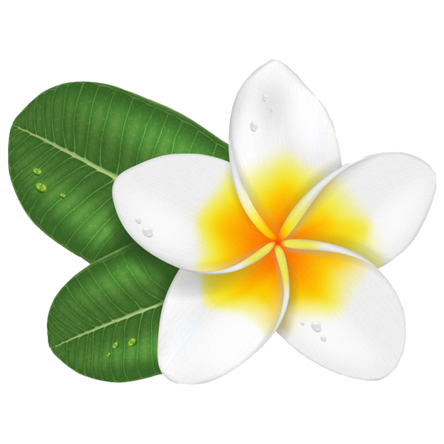 Frangipani Transparent PNG Image