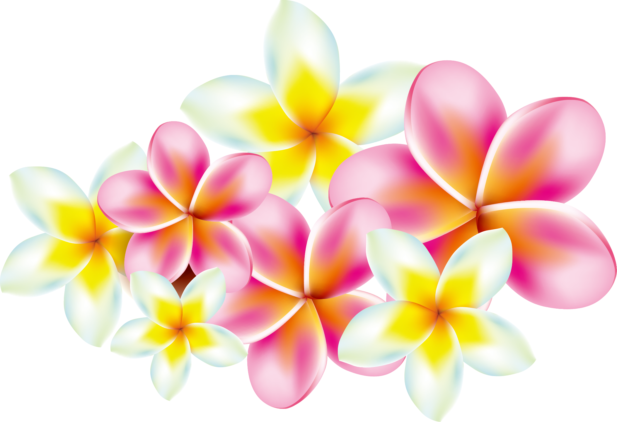 Frangipani Transparent PNG Image