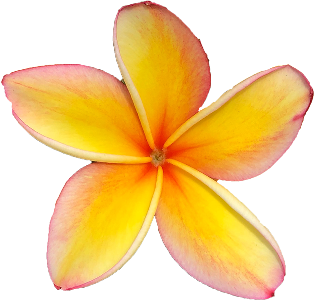Frangipani Transparent PNG Image