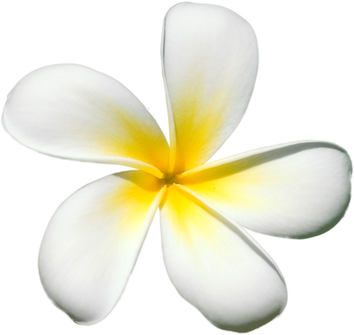 Frangipani White Flower Transparent PNG Image