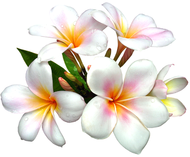 Frangipani White Flower Transparent PNG Image