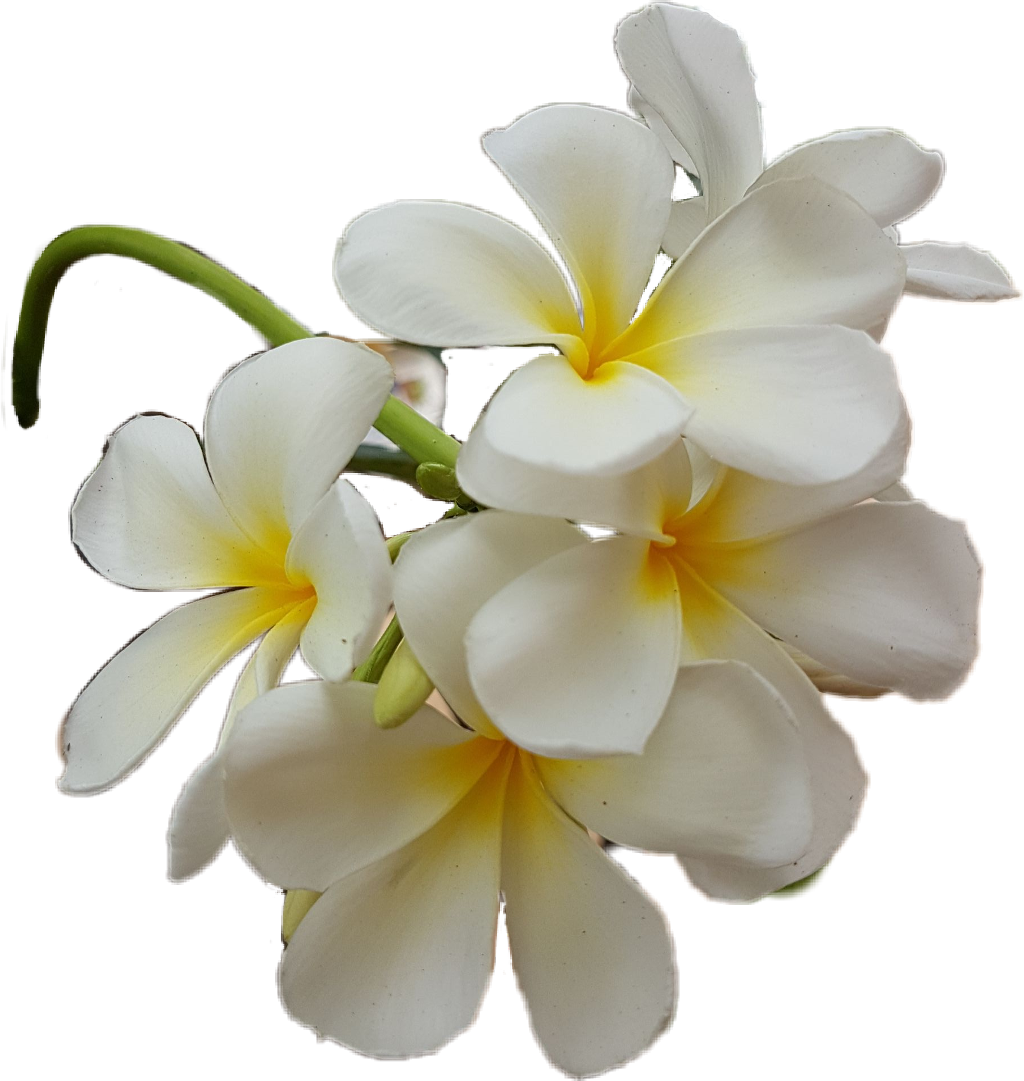 Frangipani White Flower File Transparent PNG Image