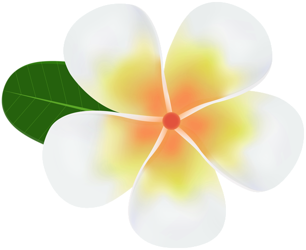 Frangipani White Flower Transparent PNG Image