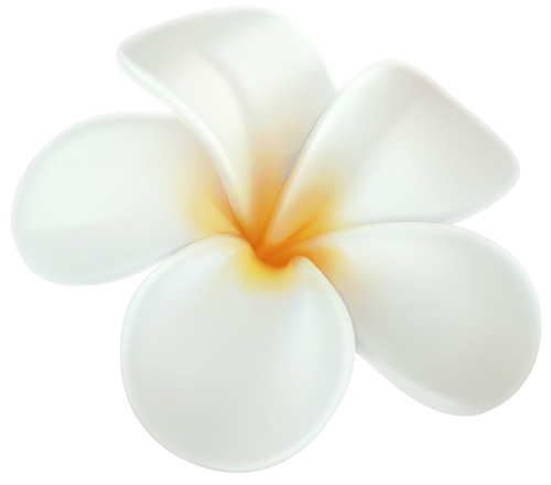 Frangipani White Flower Transparent PNG Image