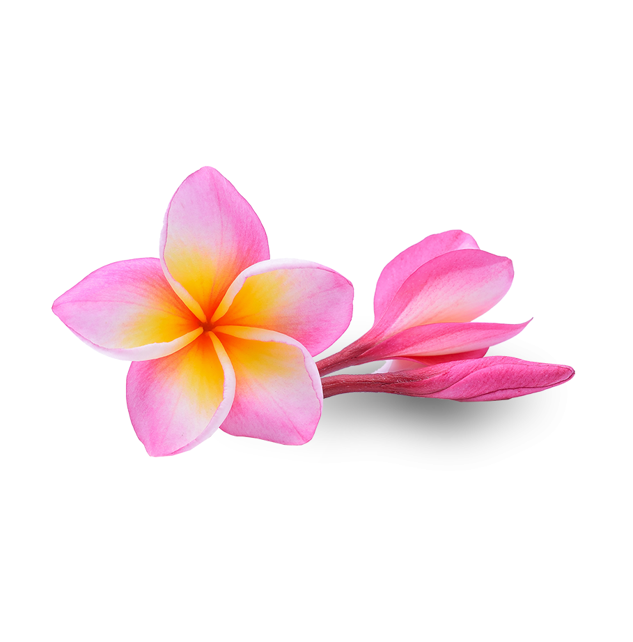 Pink Frangipani Flower Transparent PNG Image